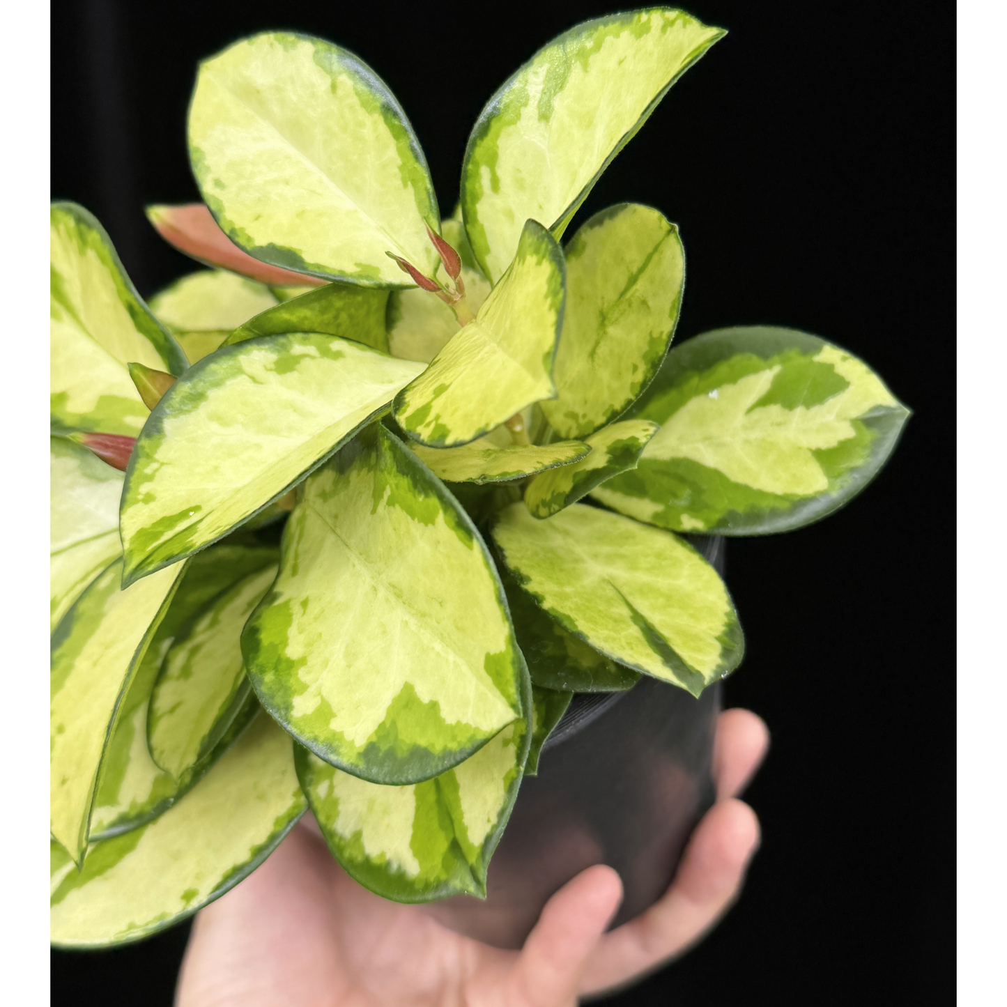 【一点もの】ホヤ オーストラリス リサ 4号 BLACK PLASTIC POT 受け皿付き ねこチップ