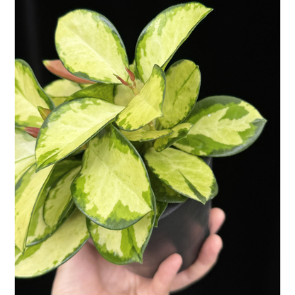 【一点もの】ホヤ オーストラリス リサ 4号 BLACK PLASTIC POT 受け皿付き ねこチップ