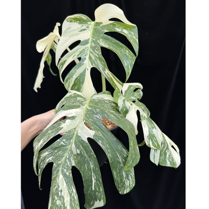 【一点もの】斑入りモンステラ ボルシギアナ　ホワイトタイガー 6号　Monstera borsigiana 'White Tiger'