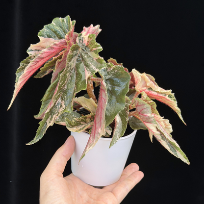 【一点もの】ベゴニア ジニー ギャラクシー Begonia ginny galaxy