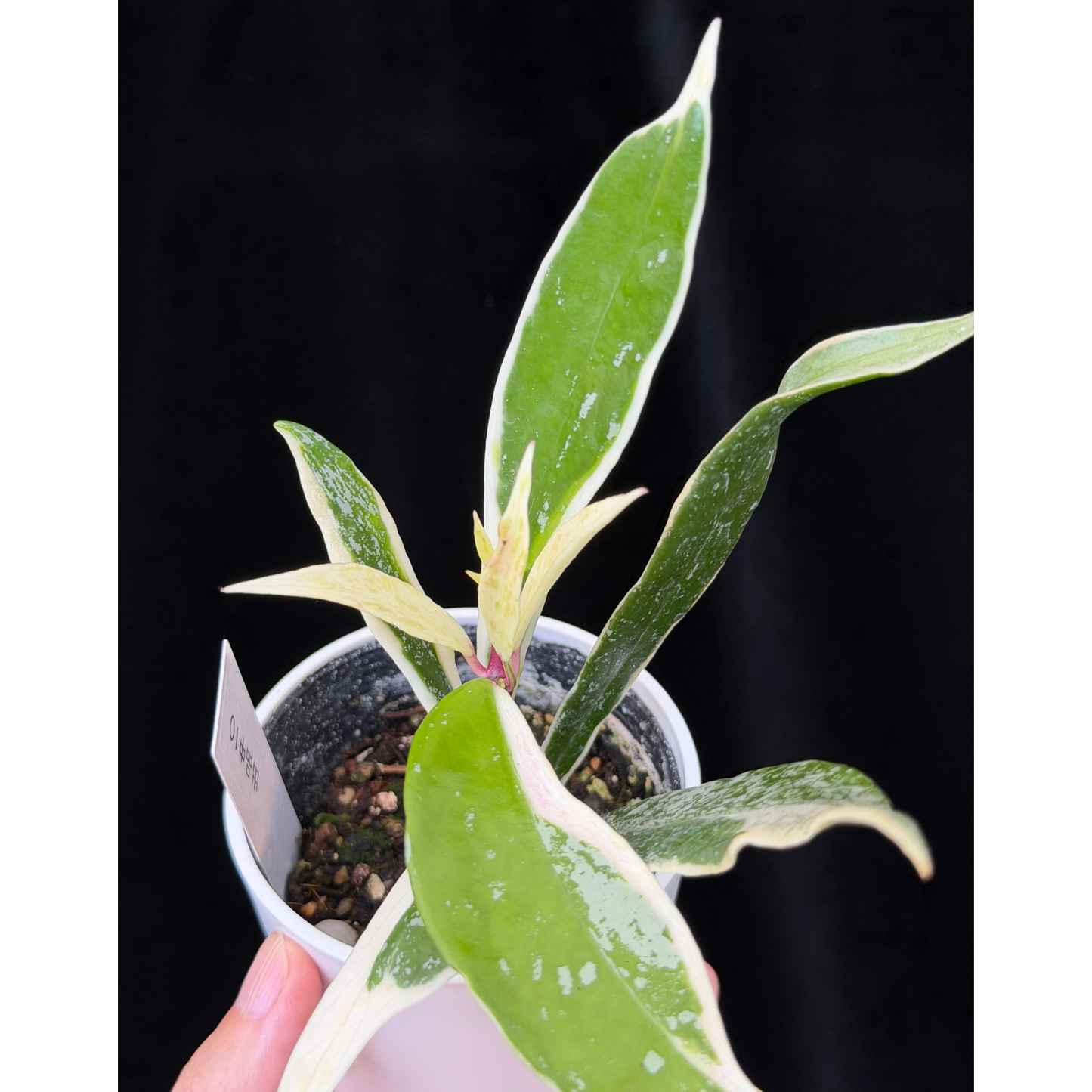 【一点もの】ホヤ プビカリクス ピンクシルバー アルボマギナータ スプラッシュ Hoya Pubicalyx pink silver albomarginata splash 希少 レア 10