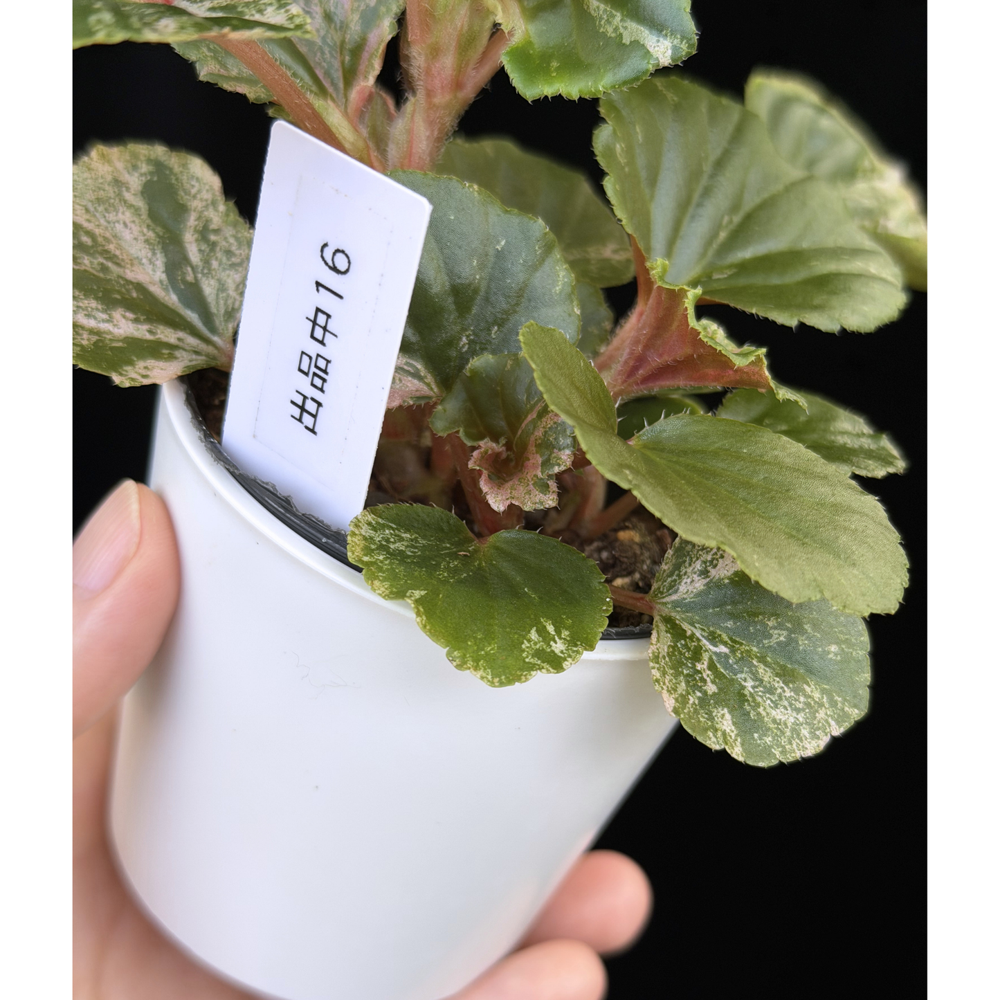【一点もの】ベゴニア ククラータ ピンク斑入り begonia cucullata Pink variegated 希少 レア 16