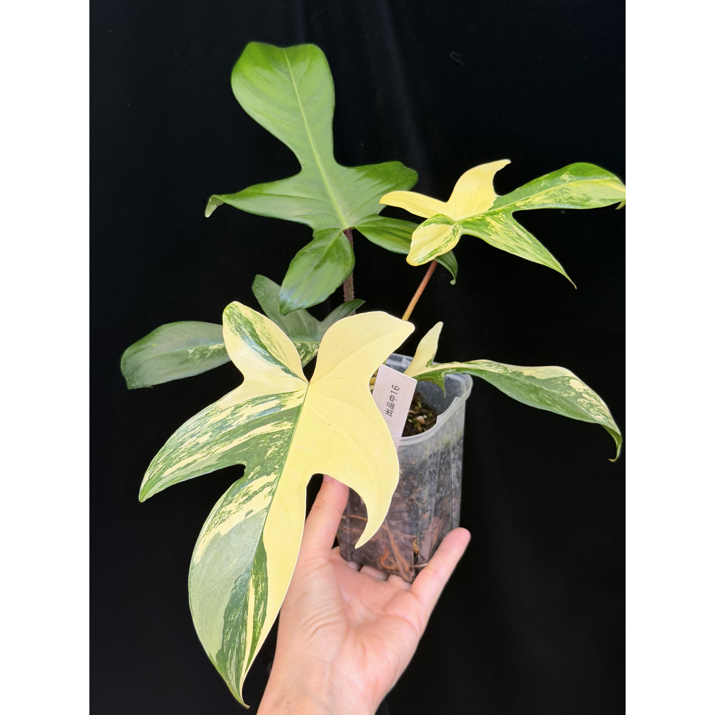 【一点もの】フィロデンドロン フロリダビューティー ネガミエル 3.5号 16