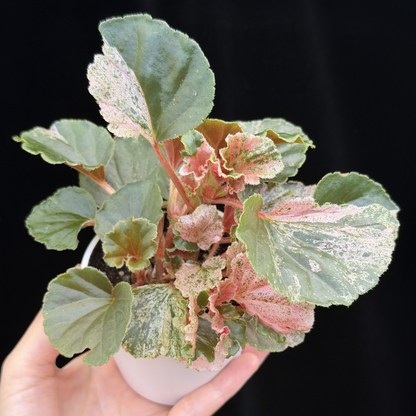 【一点もの】ベゴニア ククラータ ピンク斑入り begonia cucullata Pink variegated 希少 レア
