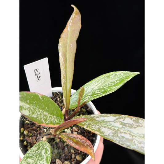 【一点もの】Hoya Pubicalyx Pink Silver albomarginata splash 希少 レア 6