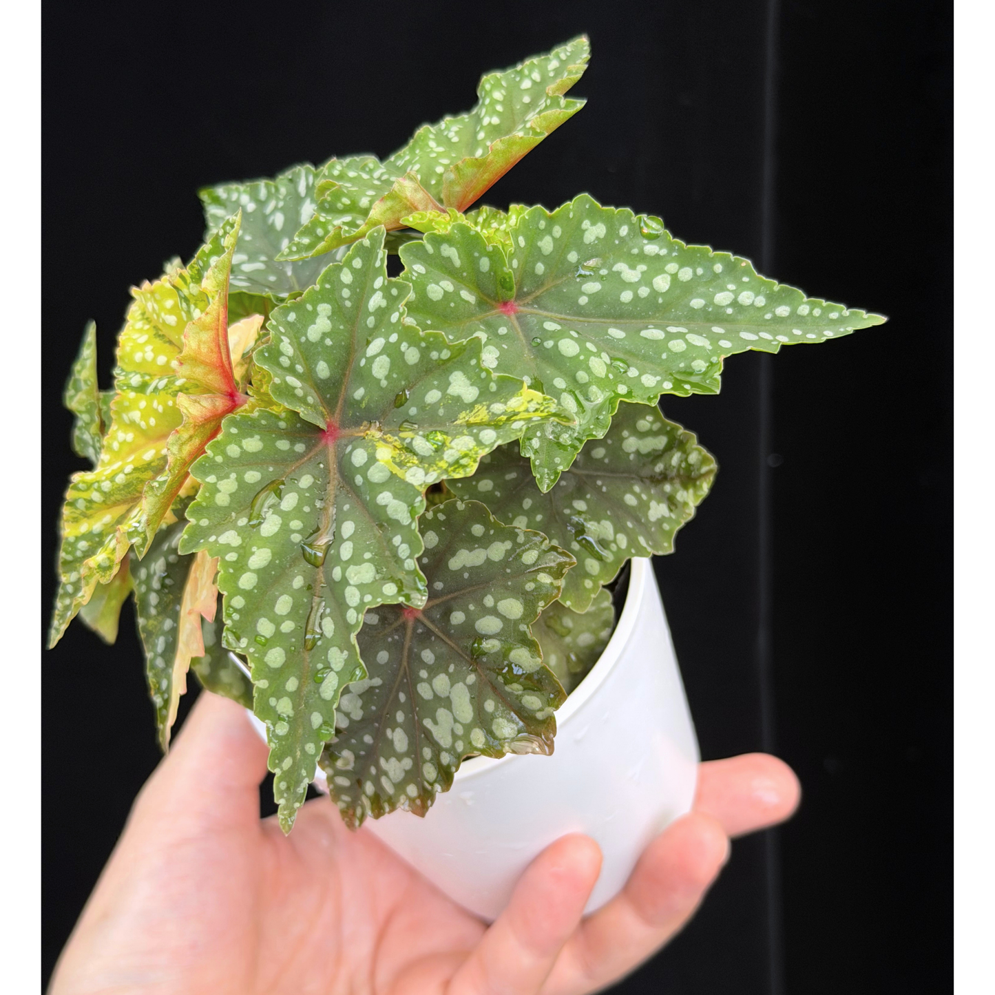 【一点もの】ベゴニア 出雲の煌星 斑入り Izumo no Kiraboshi variegated 希少 激レア 1