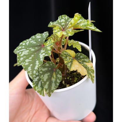 【一点もの】ベゴニア 出雲の煌星 斑入り Izumo no Kiraboshi variegated 希少 激レア 17