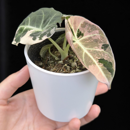 【一点もの】アロカシア ブラックベルベット ピンク斑入り Alocasia Black Velvet Pink Variegated レア 希少 9