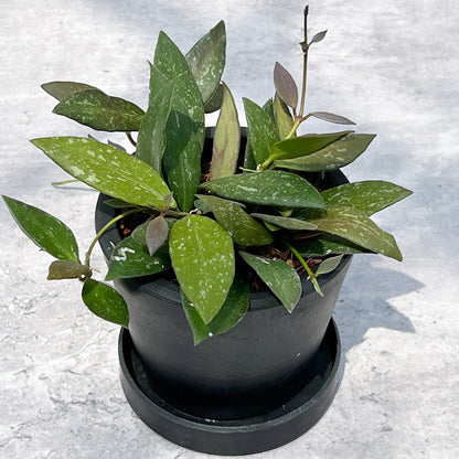 【現品販売】ホヤ Hoya Memoria×Rosita (NAP-16) 3号 プラスチック鉢 BLACK PLASTIC POT ねこチップ A