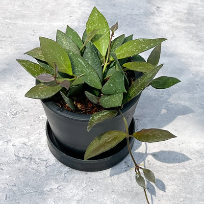 【現品販売】ホヤ Hoya Memoria×Rosita (NAP-16) 3号 プラスチック鉢 BLACK PLASTIC POT ねこチップ A