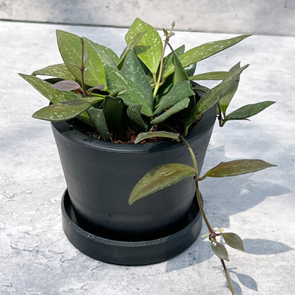 【現品販売】ホヤ Hoya Memoria×Rosita (NAP-16) 3号 プラスチック鉢 BLACK PLASTIC POT ねこチップ A