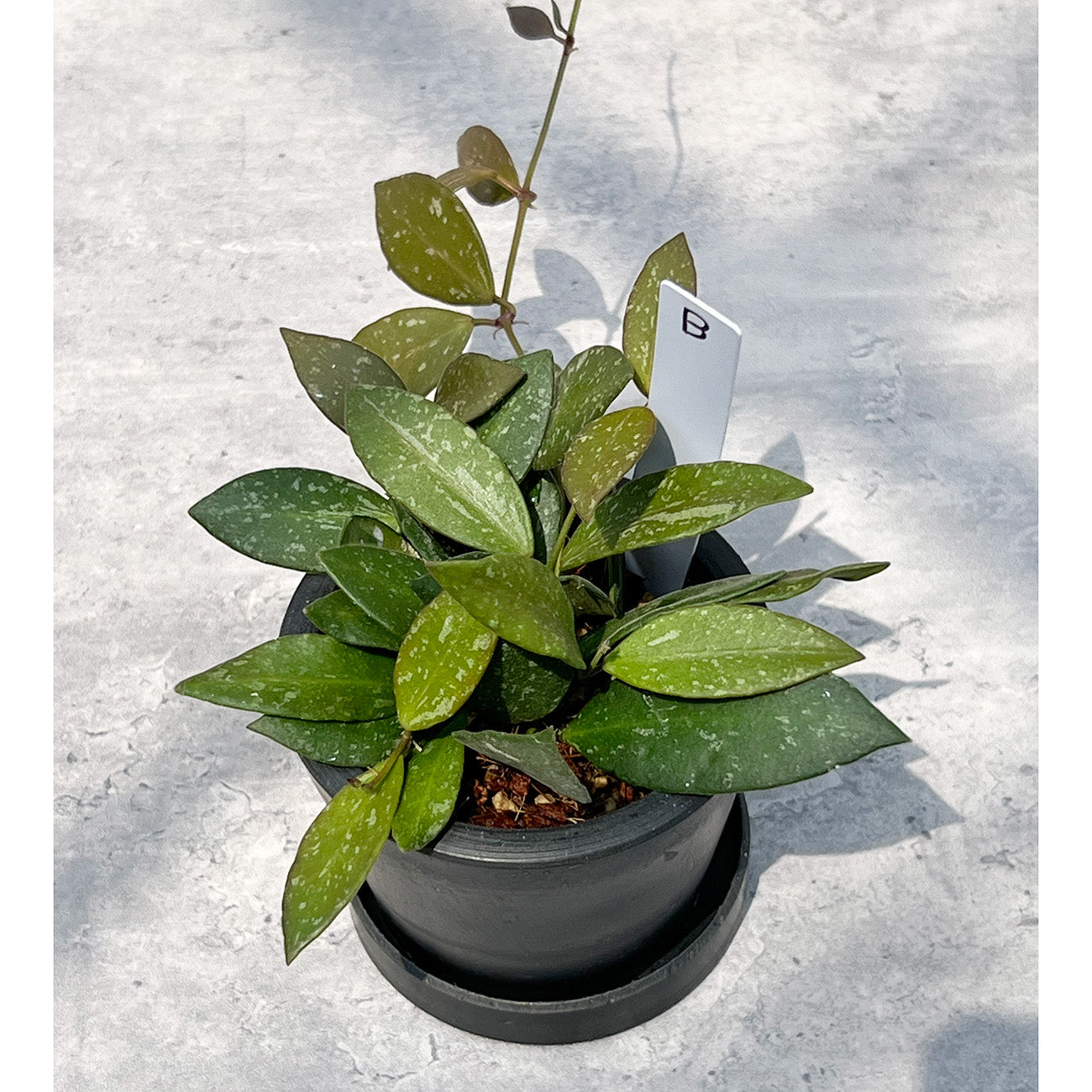 【現品販売】ホヤ Hoya Memoria×Rosita (NAP-16) 3号 プラスチック鉢 BLACK PLASTIC POT ねこチップ B