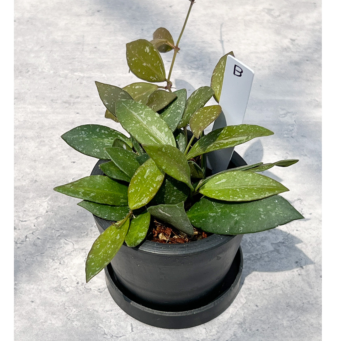【現品販売】ホヤ Hoya Memoria×Rosita (NAP-16) 3号 プラスチック鉢 BLACK PLASTIC POT ねこチップ B