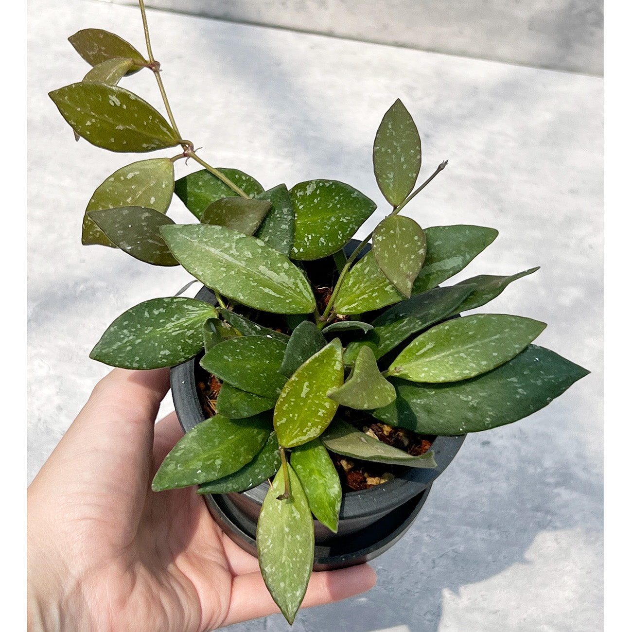 【現品販売】ホヤ Hoya Memoria×Rosita (NAP-16) 3号 プラスチック鉢 BLACK PLASTIC POT ねこチップ B
