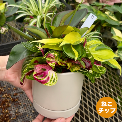 B【現品販売】観葉植物 寄せ植え 4号 陶器鉢 受け皿付き ねこチップ