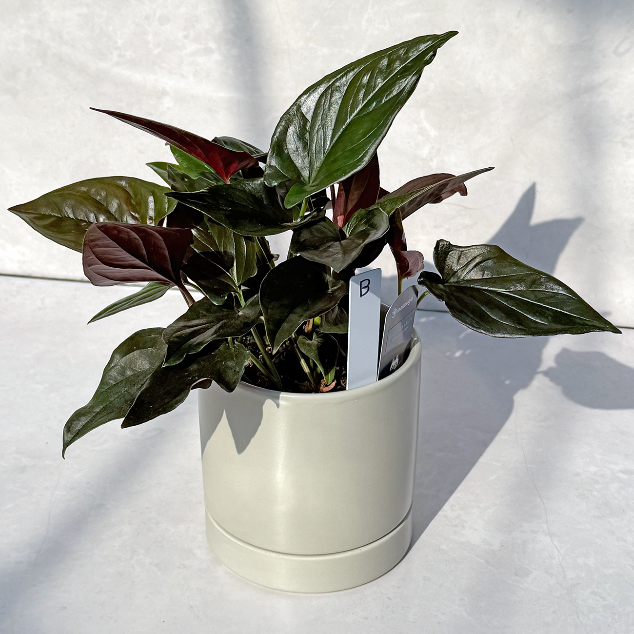 【一点もの販売】シンゴニウム チョコレート 4号 陶器鉢 グレー B