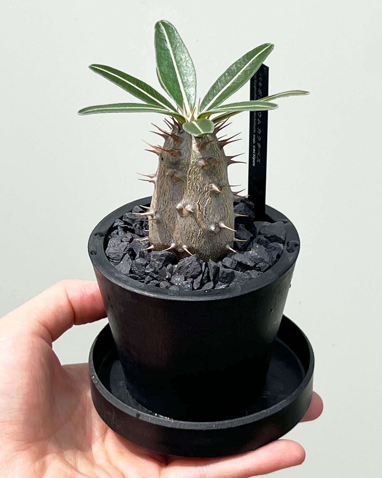 現品販売】パキポディウム カクチペス 実生 BLACK PLASTIC POT 8cm×6.5cm プラスチック鉢 塊根 B – inakougei