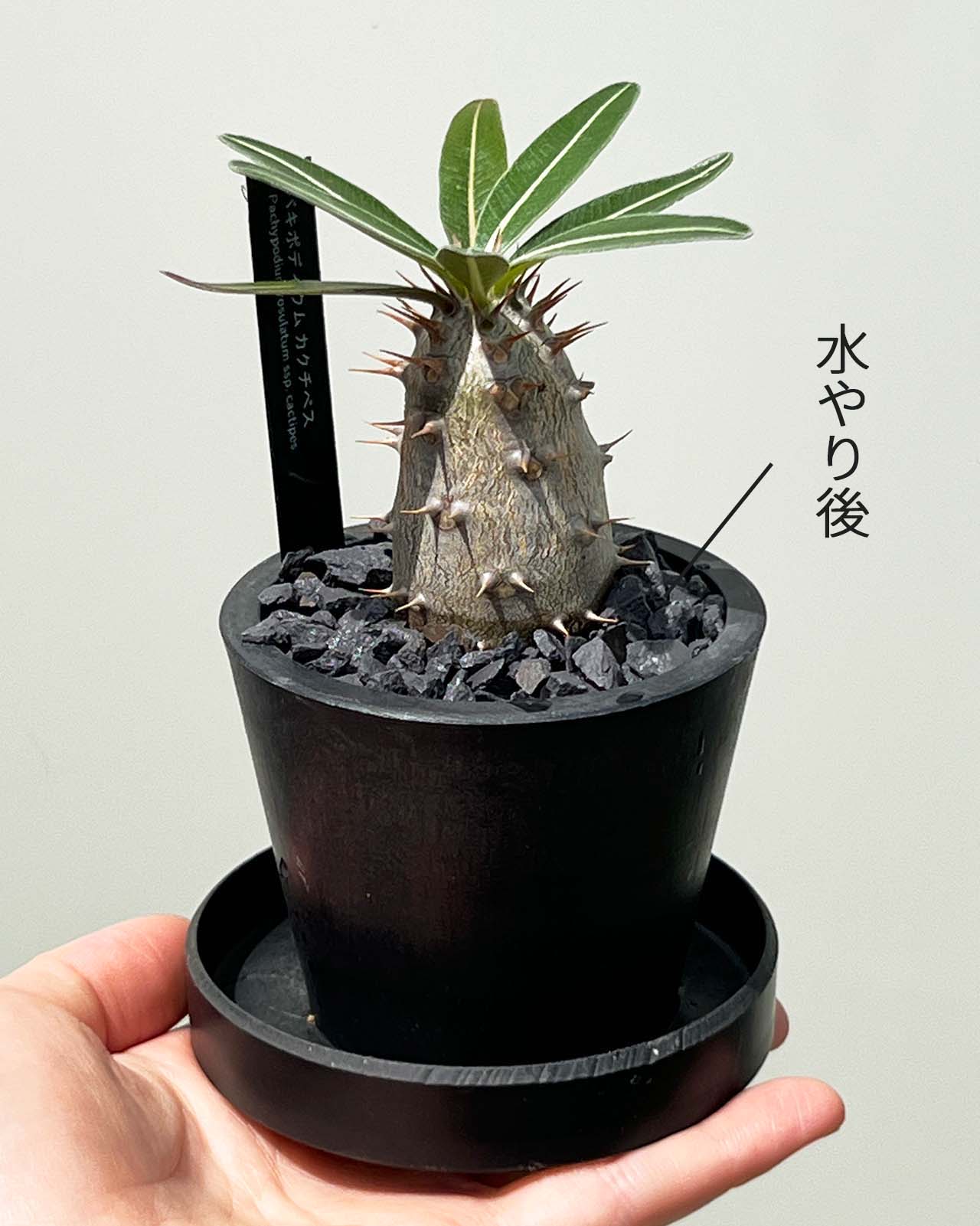 現品販売】パキポディウム カクチペス 実生 BLACK PLASTIC POT 8cm×6.5cm プラスチック鉢 塊根 B – inakougei