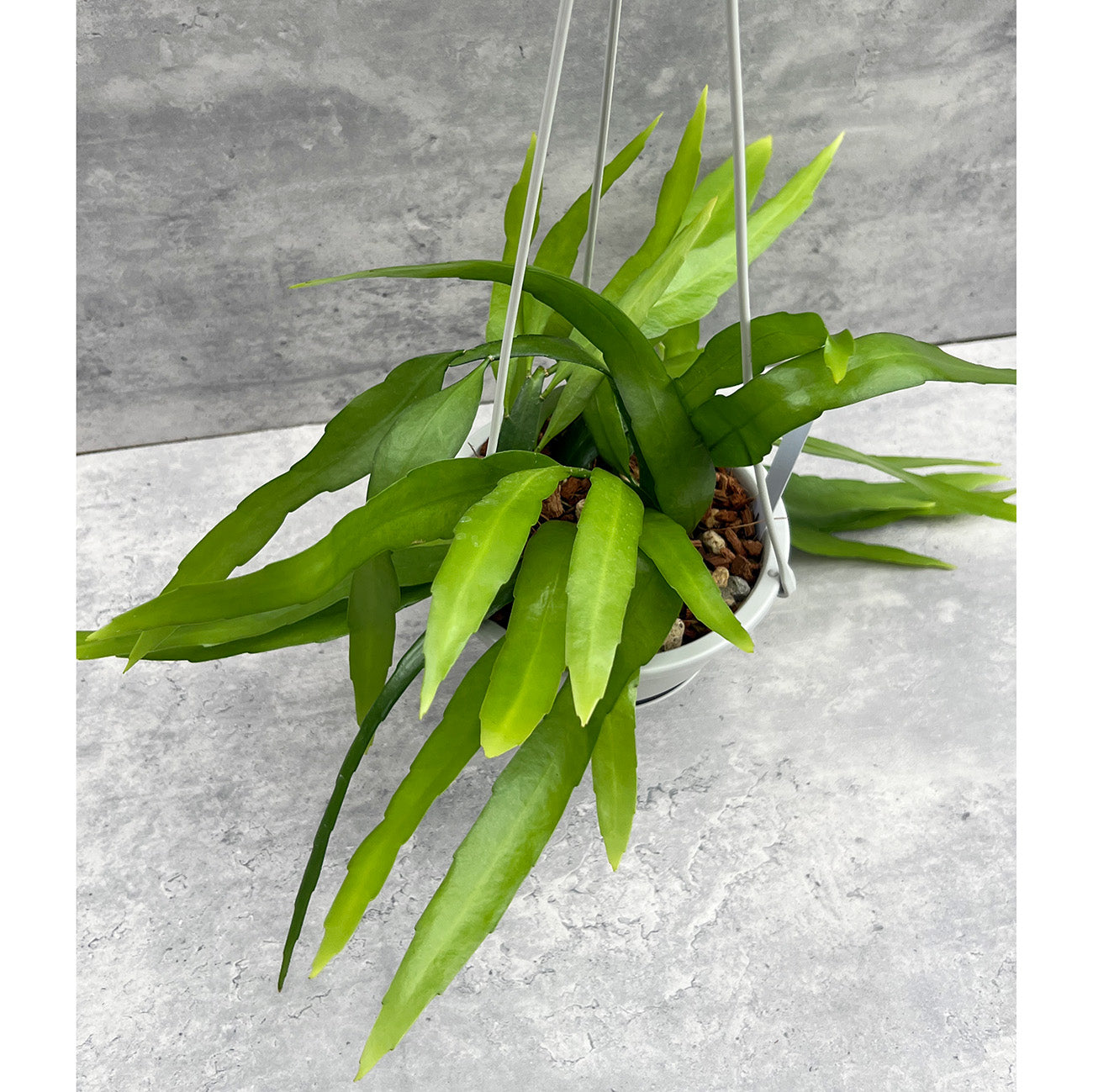 【現品販売】エピフィラム・プミラム（ 姫月下美人）5号吊りポット ブラック（直径約15cm）ねこチップ C