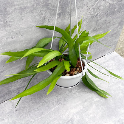 【現品販売】エピフィラム・プミラム（ 姫月下美人）5号吊りポット ブラック（直径約15cm）ねこチップ C