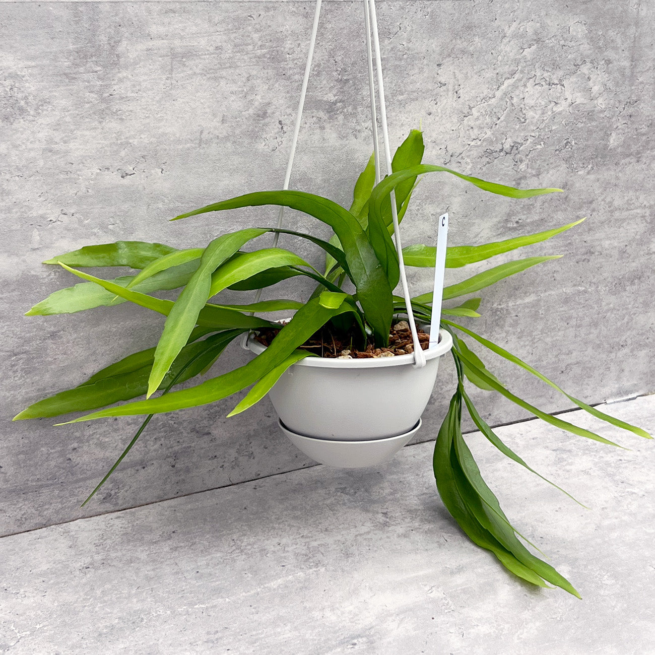 【現品販売】エピフィラム・プミラム（ 姫月下美人）5号吊りポット ブラック（直径約15cm）ねこチップ C