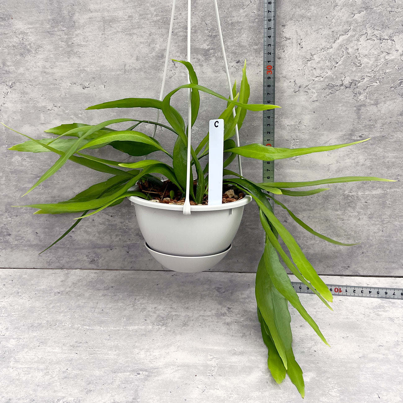 【現品販売】エピフィラム・プミラム（ 姫月下美人）5号吊りポット ブラック（直径約15cm）ねこチップ C