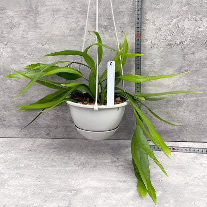 【現品販売】エピフィラム・プミラム（ 姫月下美人）5号吊りポット ブラック（直径約15cm）ねこチップ C