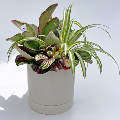 C【現品販売】観葉植物 寄せ植え 4号 陶器鉢 受け皿付き ねこチップ