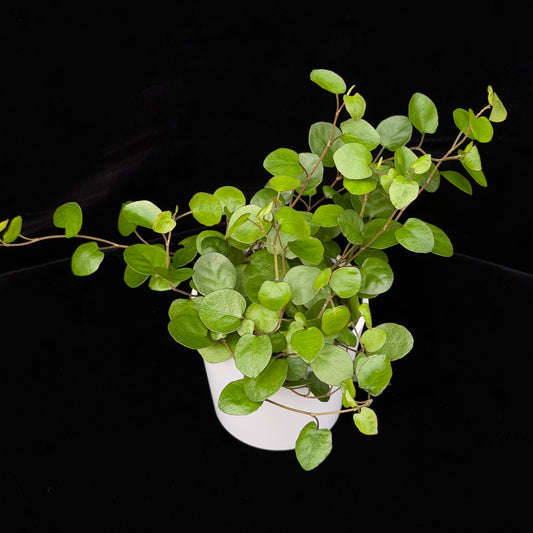 ワイヤープランツ