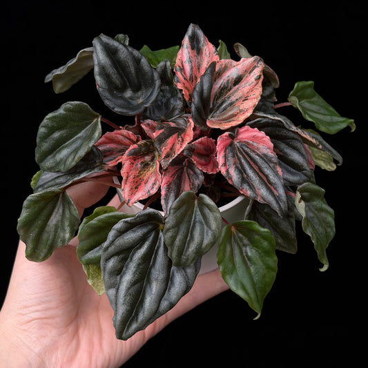 ペペロミア ニューピンクレディ