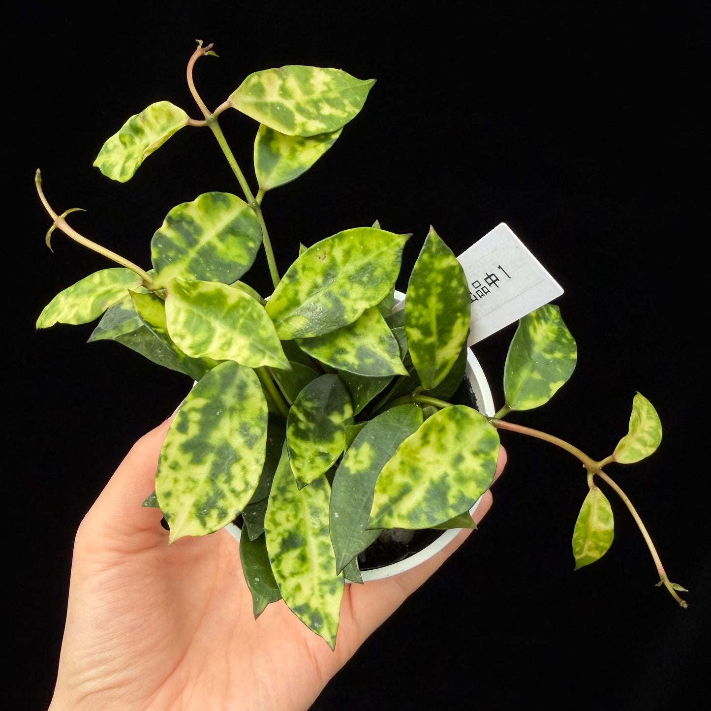 【一点もの】ホヤ ラクノーサ アマリーロ Hoya lacunosa 'Amarillo'  希少 レア 1