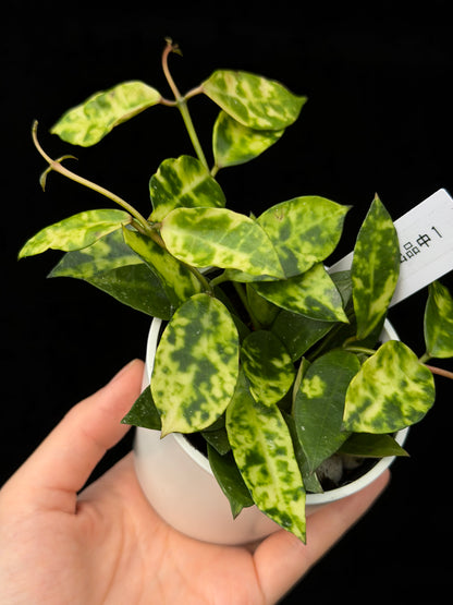 【一点もの】ホヤ ラクノーサ アマリーロ Hoya lacunosa 'Amarillo'  希少 レア 1