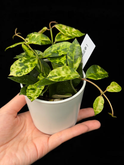 【一点もの】ホヤ ラクノーサ アマリーロ Hoya lacunosa 'Amarillo'  希少 レア 1