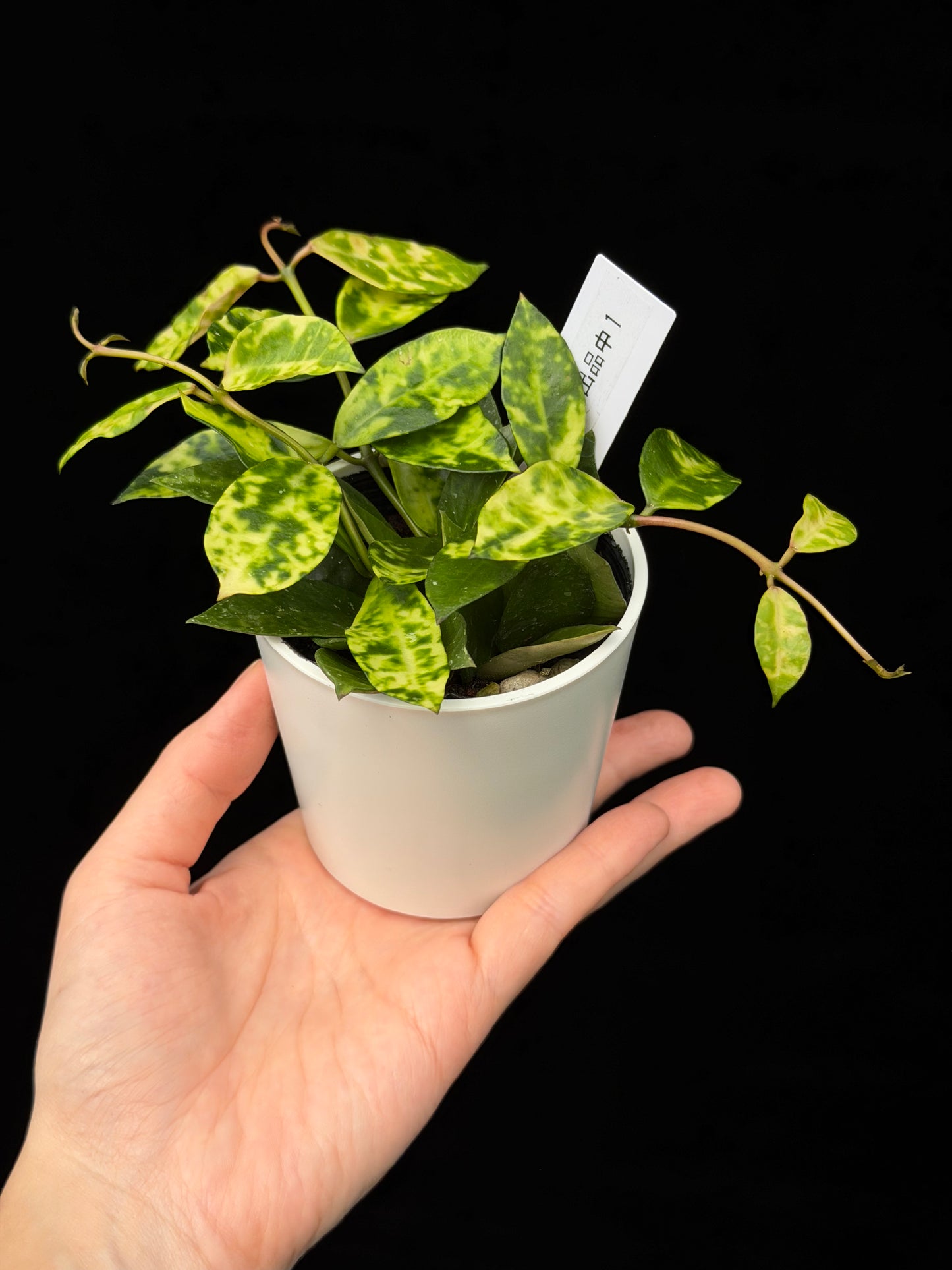 【一点もの】ホヤ ラクノーサ アマリーロ Hoya lacunosa 'Amarillo'  希少 レア 1