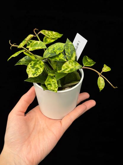 【一点もの】ホヤ ラクノーサ アマリーロ Hoya lacunosa 'Amarillo'  希少 レア 1