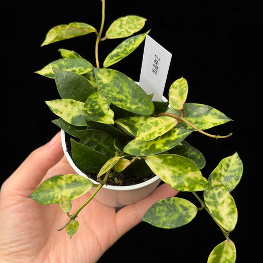 【一点もの】ホヤ ラクノーサ アマリーロ Hoya lacunosa 'Amarillo'  希少 レア 2