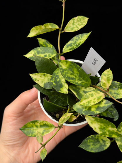 【一点もの】ホヤ ラクノーサ アマリーロ Hoya lacunosa 'Amarillo'  希少 レア 2