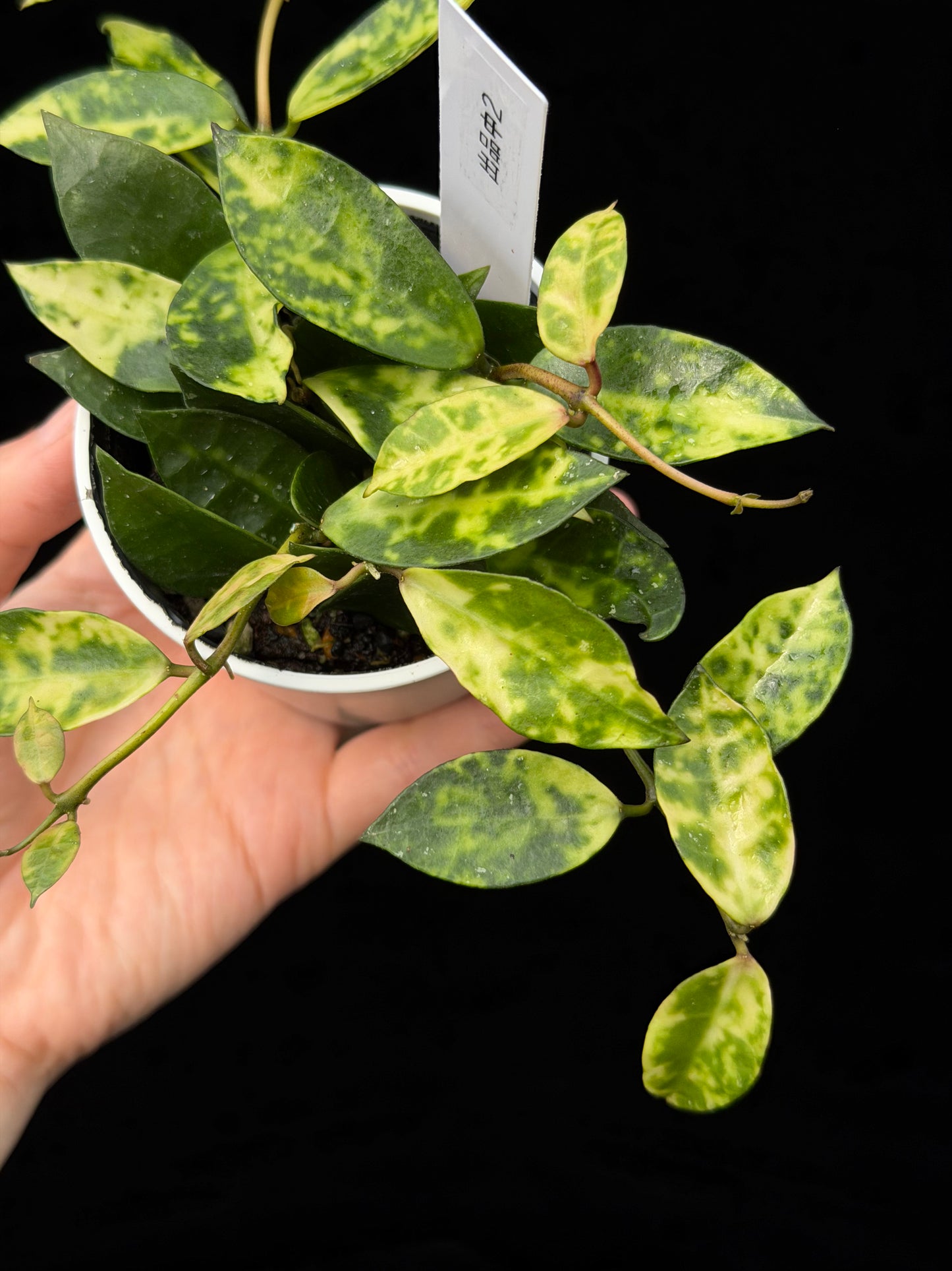 【一点もの】ホヤ ラクノーサ アマリーロ Hoya lacunosa 'Amarillo'  希少 レア 2