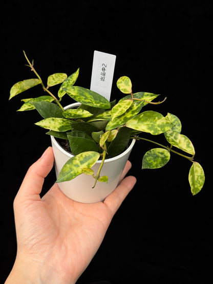 【一点もの】ホヤ ラクノーサ アマリーロ Hoya lacunosa 'Amarillo'  希少 レア 2