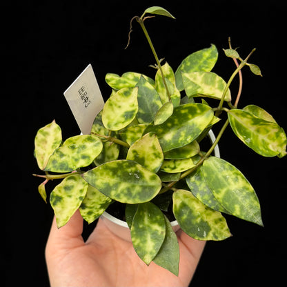 【一点もの】ホヤ ラクノーサ アマリーロ Hoya lacunosa 'Amarillo'  希少 レア 3