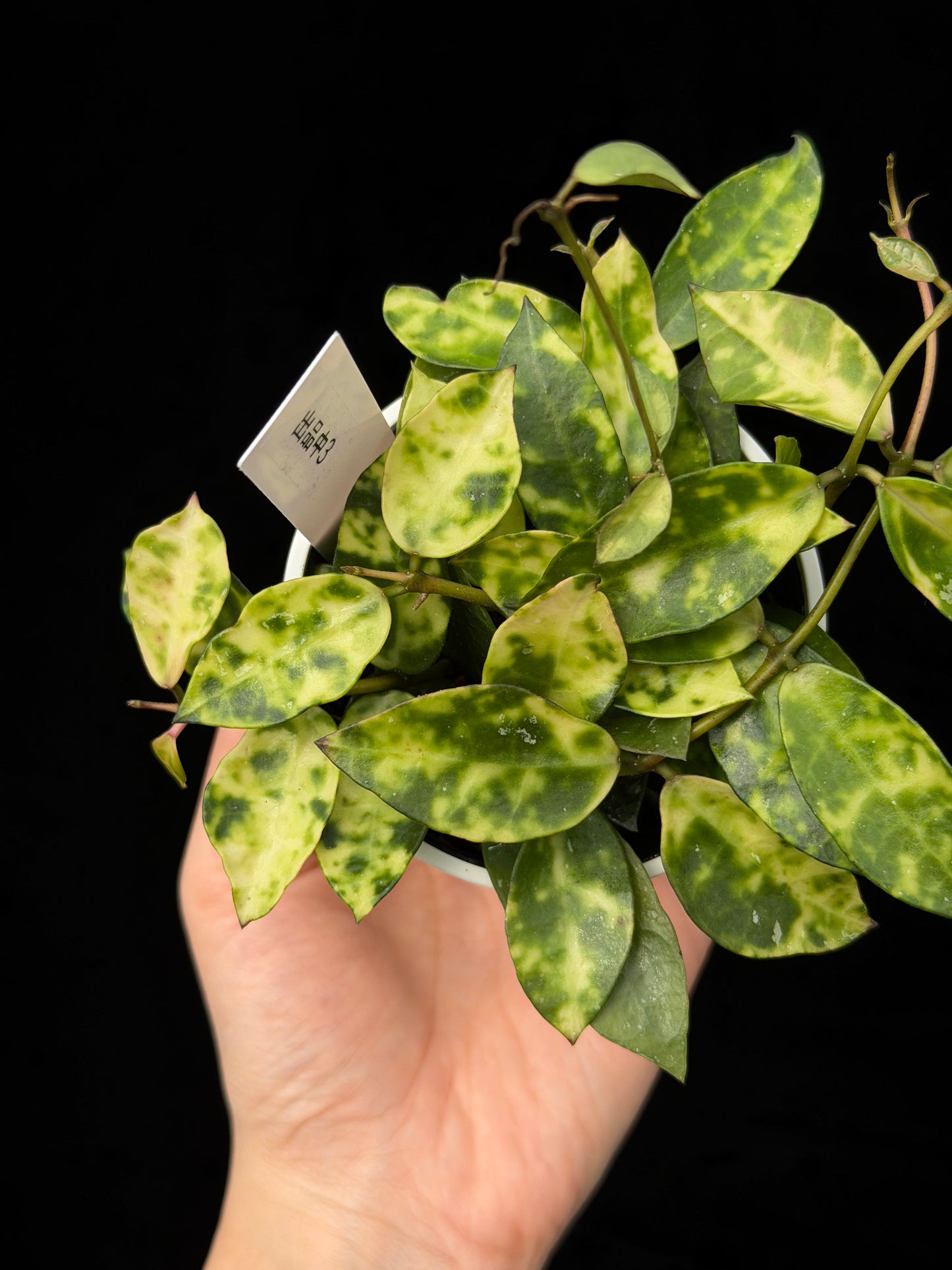 【一点もの】ホヤ ラクノーサ アマリーロ Hoya lacunosa 'Amarillo'  希少 レア 3