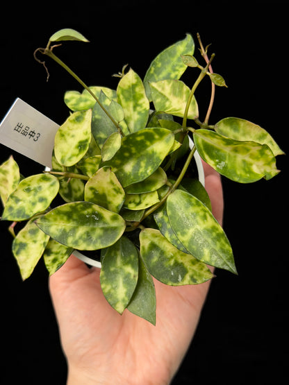【一点もの】ホヤ ラクノーサ アマリーロ Hoya lacunosa 'Amarillo'  希少 レア 3
