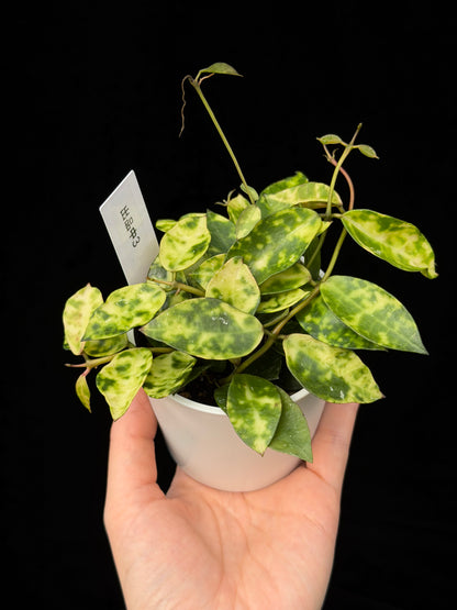 【一点もの】ホヤ ラクノーサ アマリーロ Hoya lacunosa 'Amarillo'  希少 レア 3