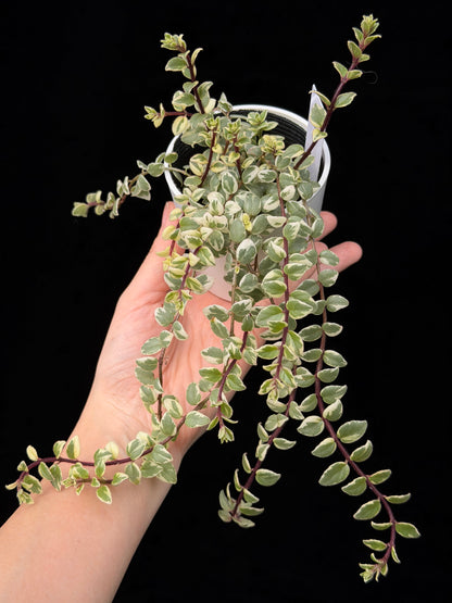 【一点もの】コルムネア ミクロフィラ 斑入り 希少 レア 5