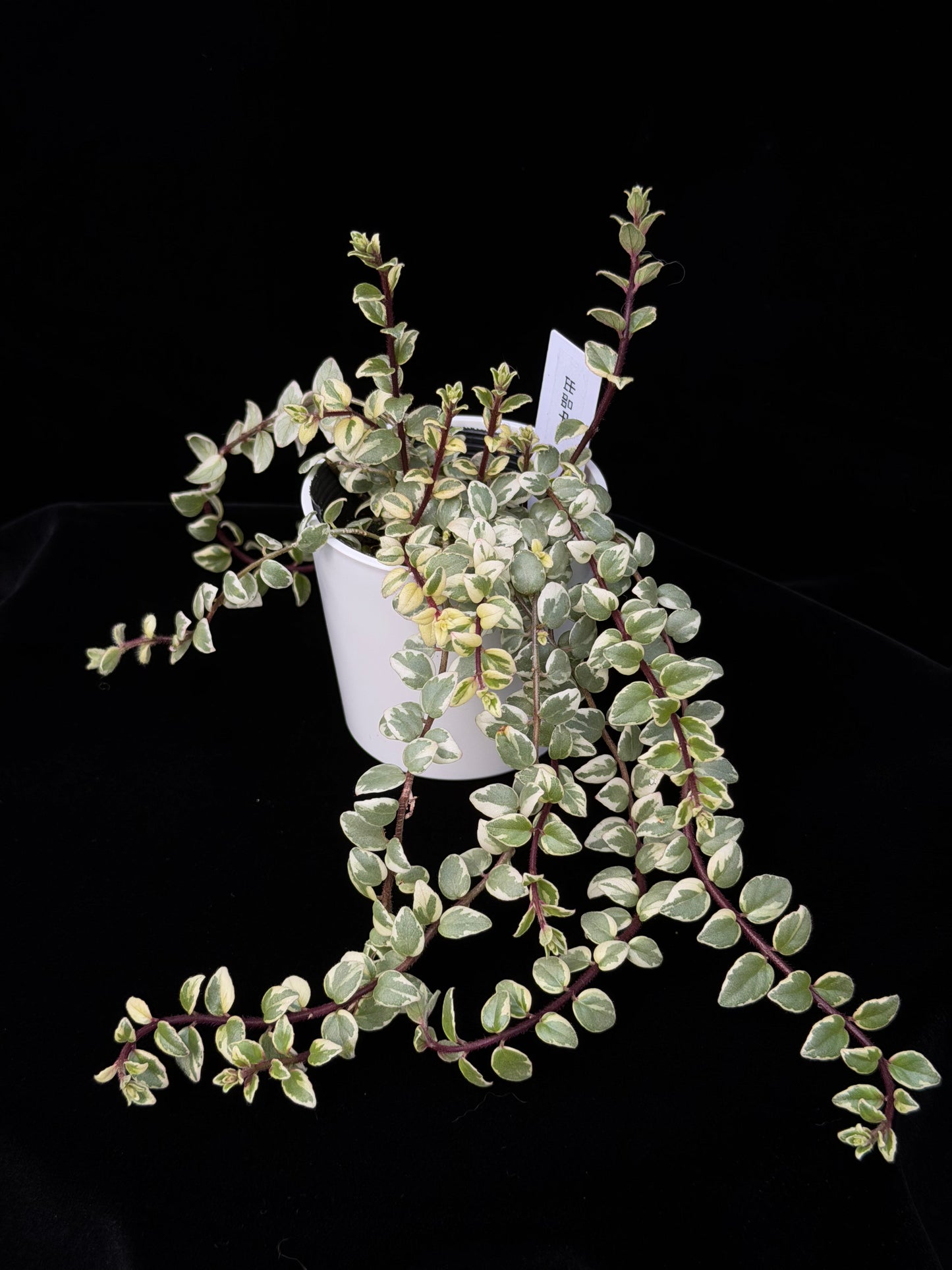 【一点もの】コルムネア ミクロフィラ 斑入り 希少 レア 5