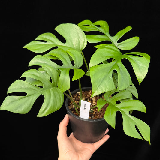 【一点もの】ヒメモンステラ 4号 BLACK PLASTIC POT 受け皿付き ねこチップ 6