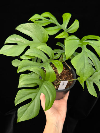 【一点もの】ヒメモンステラ 4号 BLACK PLASTIC POT 受け皿付き ねこチップ 6
