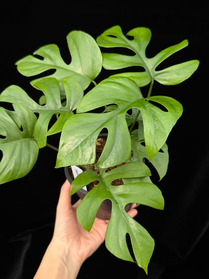 【一点もの】ヒメモンステラ 4号 BLACK PLASTIC POT 受け皿付き ねこチップ 6