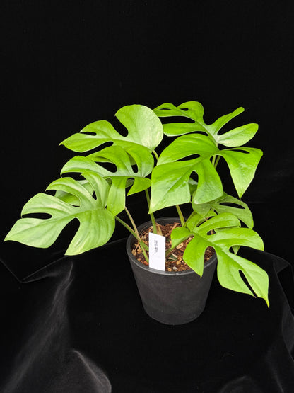 【一点もの】ヒメモンステラ 4号 BLACK PLASTIC POT 受け皿付き ねこチップ 6