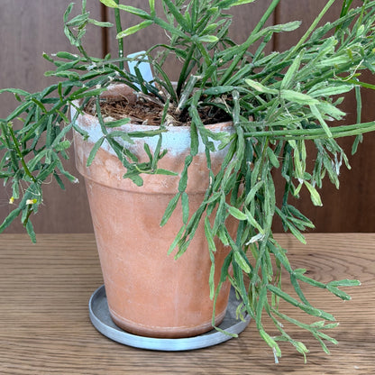 受け皿 アルミ製 ソーサー 直径15cm